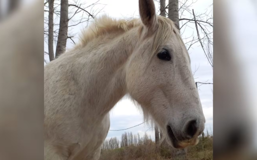 Robaron y faenaron a Carlitos, el caballo con el que un grupo de nenes hacía tratamientos de equinoterapia