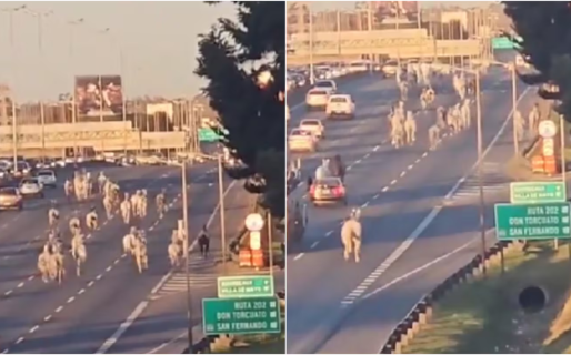Decenas de caballos aparecieron corriendo por una autopista y generaron problemas caos de tránsito