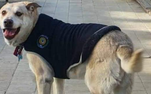 Falleció Centinela, el perro que había sido adoptado por la Seccional Primera