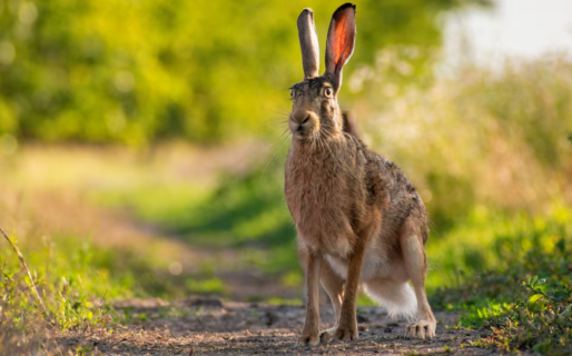 Detuvieron a tres hombres por la caza ilegal de 51 liebres en Chubut: fueron incineradas