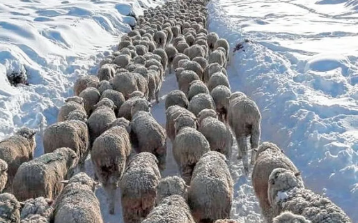 En Chubut hay campos incomunicados por la acumulación de nieve y prevén que casi un millón de animales están en riesgo