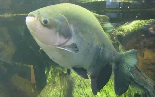 El pacú, el pez argentino que conquista Estados Unidos