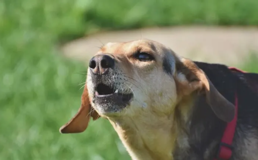 Escaló un portón para robar, pero los nueve perros del vecino le arruinaron los planes