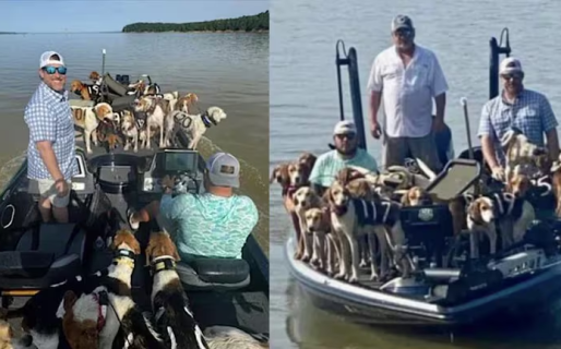 Pescadores rescataron a 38 perros que se encontraban flotando en el río Misisipi desorientados y sin poder volver a la orilla