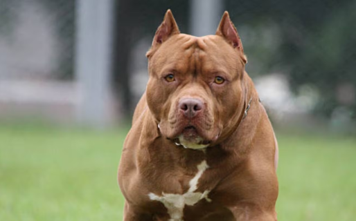 Una mujer fue brutalmente atacada por un pitbull cuando caminaba por la calle