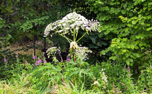 La traumática experiencia del niño que entró en contacto con una peligrosísima planta