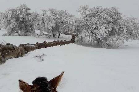 El sector rural pide al gobernador tomar acciones ante la falta del ganado ovino en La Patagonia