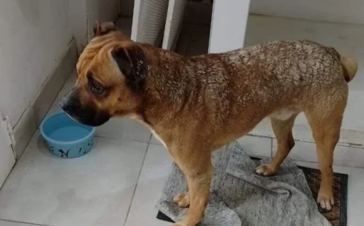 Un joven denuncia que su vecina le tiró agua hirviendo a su perro