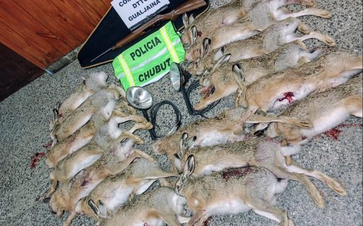Atraparon a cazadores con 16 liebres y un rifle