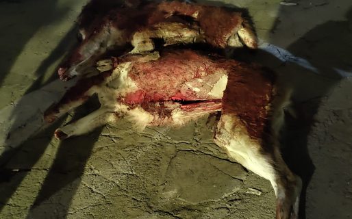 Decomisan guanacos cazados ilegalmente en la Ruta 1