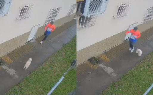 Un profesor de taekwondo le fracturó la mandíbula de una patada a un caniche y amenazó al dueño