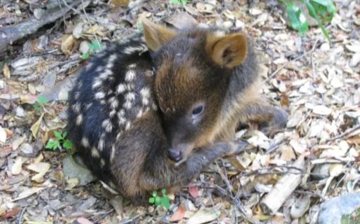 Avistaron al ciervo más pequeño del mundo en la Comarca Andina