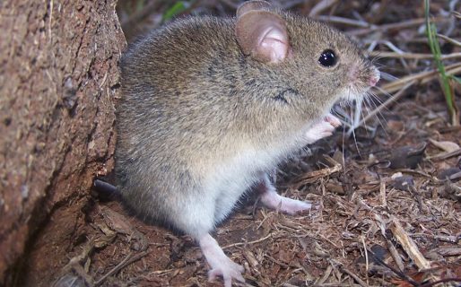 Alerta sanitaria en el campo por los casos de Fiebre Hemorrágica Argentina