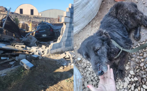 Un adolescente de 17 años manejaba un BMW, perdió el control y chocó contra un refugio de animales