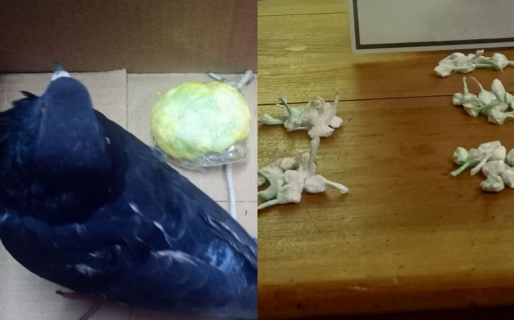 Entrenan a palomas mensajeras para entrar cocaína a un penal