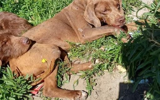 Atropelló a un perro, huyó y rescatistas piden colaboración para los gastos veterinarios