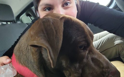 Apareció Roque, el perro que se había perdido tras un accidente