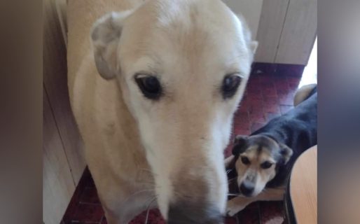 Su dueño murió y le buscan una nueva familia a dos perritos antes de que desalojen el alquiler