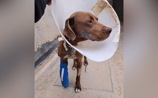 El perro que fue atropellado ya se encuentra en recuperación y piden ayuda para pagar el veterinario