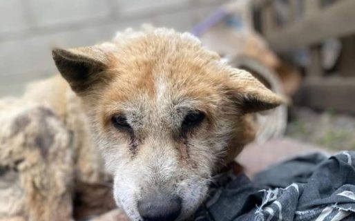 Panchito es un perro adulto callejero y buscan ayuda comprarle alimento y cubrir gastos veterinarios