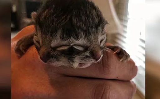 Nació un gato con dos caras en Chile