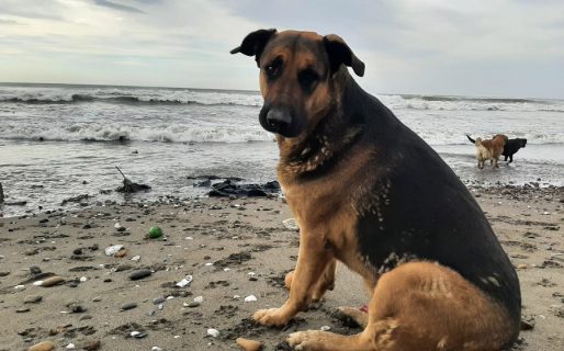 Día Mundial del Perro Adoptado: La adopción como transformación de vida