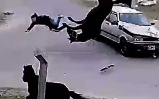 Un joven se robó un caballo, intentó huir, los chocó un auto y terminaron volando por el aire