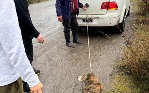 Crueldad extrema: un hombre arrastraba a su perro atado al auto por la Ruta 40