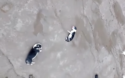 «En una ciudad con sobrepoblación animal los casos de crueldad son cada vez mayores»