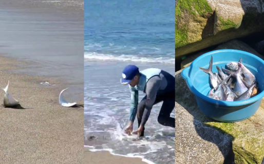 Fenómeno inexplicable: las palometas invadieron una playa y se pescaban con la mano