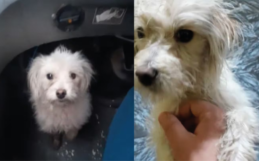 Un colectivero rescató a un perro cuando era maltratado por su colega