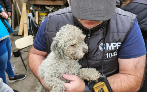 Rescataron casi 40 perros de un predio abandonado