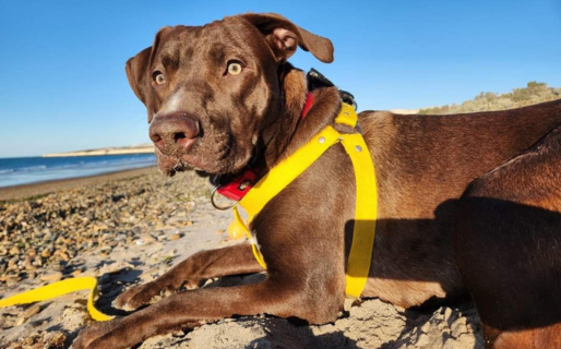 Buscan a Roque: el perro escapó tras un accidente en la ruta