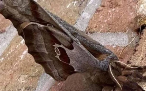 Así es la espeluznante “tarántula con alas”, el insecto que se volvió viral en las redes sociales