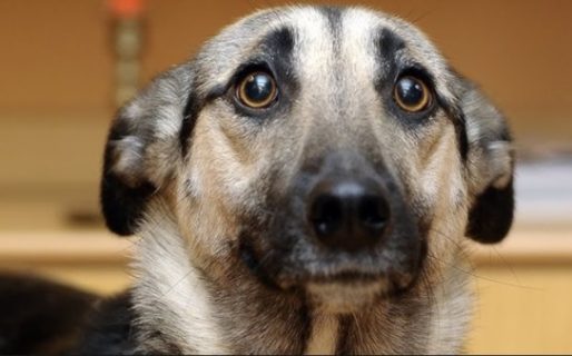 Por matar a un perro, deberá pagar $ 60.000 y realizar tareas comunitarias