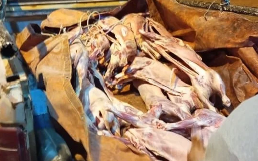 Llevaba 37 corderos faenados en la camioneta y se los decomisaron