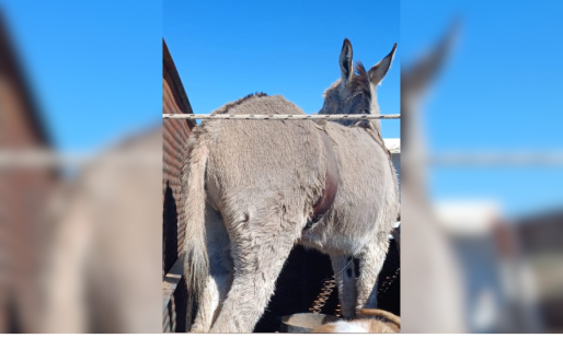 Seguridad Rural y Caballería infraccionó a un hombre por llevar en su camioneta a un burro sin papeles