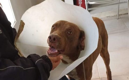 Realizan una rifa para Duki: el perro que fue atropellado y abandonado en Avenida Kennedy
