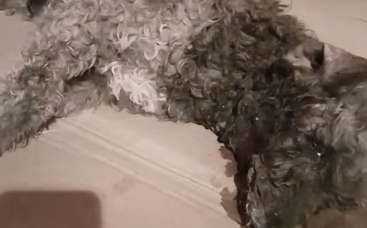 Lo atropellaron y sus dueños lo abandonaron en la vereda para que muera lentamente