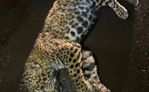 Atropellaron y abandonaron a una yaguareté: ofrecen $2 millones para encontrar al responsable