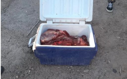 Llevaba carne de guanaco en una conservadora y se la decomisaron