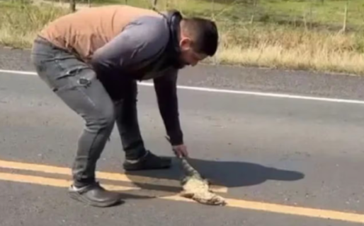 Quiso ayudar a un lagarto en medio de la ruta, fue atropellado y ahora pelea por su vida