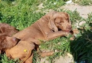 Realizan una rifa para cubrir los gastos de «Duki» el perro que fue atropellado y abandonado