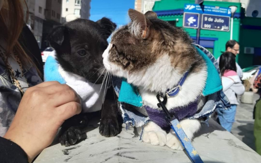Se realizó una jornada de adopción de mascotas
