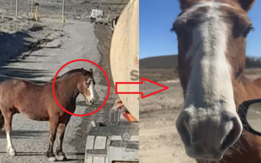 Las andanzas del caballo coimero: los trabajadores lo “mandaron al frente”