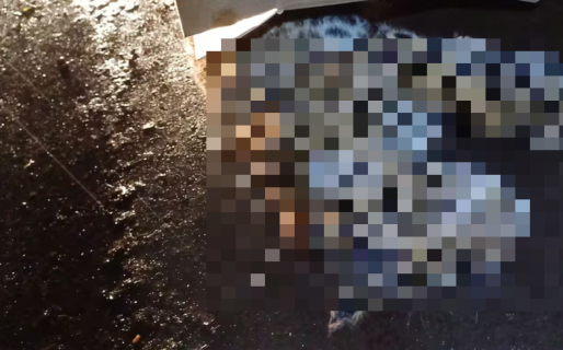 Se entregó el chofer que atropelló a una yaguareté cachorra y deberá pagar una multa inédita de $20 millones