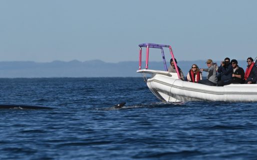 Declararon de interés al proyecto sobre Cetáceos del Golfo San Jorge y al estudio sobre Orcas de Península Valdés