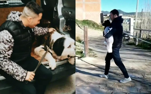 Las mascotas tienen su taxi en Comodoro