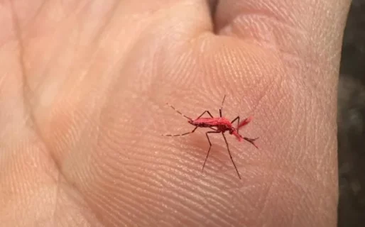 Liberan mosquitos rojos para combatir al dengue: cómo es la técnica de prevención