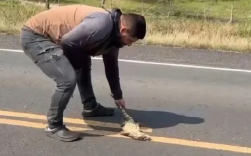Frenó para salvar a un lagarto moribundo, fue atropellado y está grave